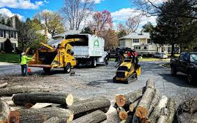 Reliable Mendota, IL Tree Care Services Solutions