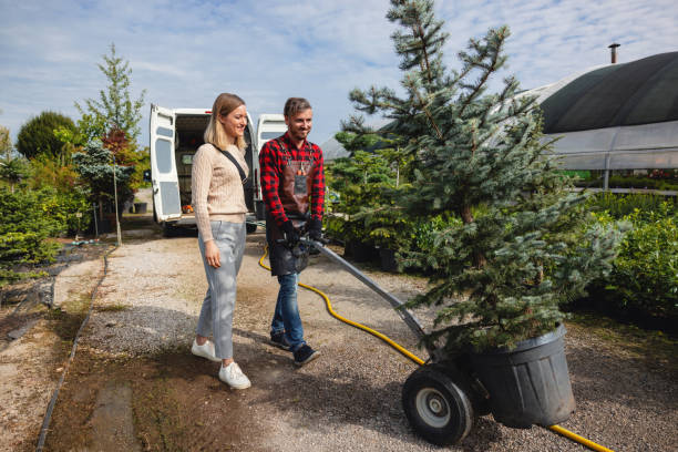 How Our Tree Care Process Works  in  Mendota, IL